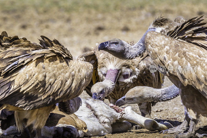 海角秃鹫(Gyps copropes)近距离进食